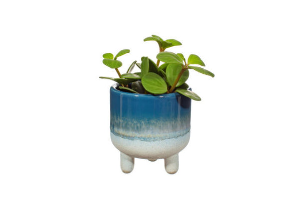 Mojave Glaze Planter by Sass & Belle