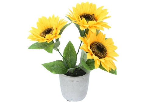 Sunflower Potted Plant